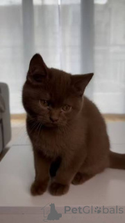 Foto №2 zu Ankündigung № 172745 zu verkaufen havana-katze - einkaufen Belgien quotient 	ankündigung, züchter