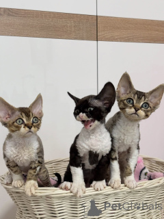 Foto №1. devon rex - zum Verkauf in der Stadt Asche | verhandelt | Ankündigung № 167239