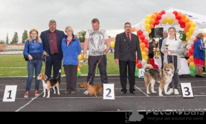 Zusätzliche Fotos: Beagle-Welpen zu verkaufen.