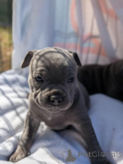 Foto №2 zu Ankündigung № 170571 zu verkaufen englische bulldogge - einkaufen Puerto Rico züchter