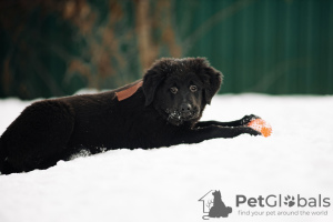 Foto №1. mongolischer wolfshund der burjaten - zum Verkauf in der Stadt Наро-Фоминск | 739€ | Ankündigung № 37070