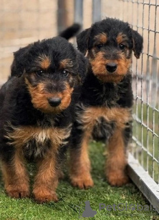 Foto №2 zu Ankündigung № 128871 zu verkaufen airedale terrier - einkaufen Kanada züchter
