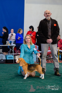 Foto №3. Welpen eines reinrassigen Zweibels. Russische Föderation