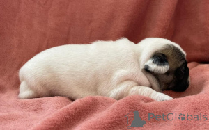 Foto №2 zu Ankündigung № 158838 zu verkaufen französische bulldogge - einkaufen Luxemburg züchter