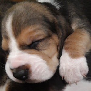 Foto №2 zu Ankündigung № 4383 zu verkaufen beagle - einkaufen Weißrussland 