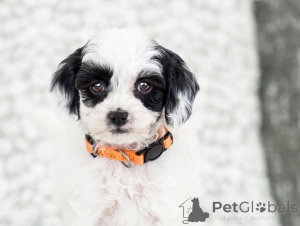 Foto №2 zu Ankündigung № 155610 zu verkaufen labradoodle - einkaufen Italien quotient 	ankündigung