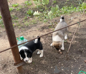 Foto №4. Ich werde verkaufen west siberian laika in der Stadt Горячий Ключ. quotient 	ankündigung - preis - 6€