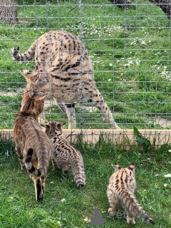 Foto №3. Savannah Kittens F5 LOOF. Frankreich