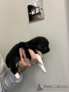 Foto №2 zu Ankündigung № 126758 zu verkaufen pommersche spitz - einkaufen Frankreich 