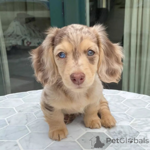 Foto №3. Kleiner Körper, großer Geist! Lernen Sie Milo kennen, den furchtlosen kleinen. China