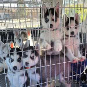 Foto №3. Sibiro haskių šuniukai. Litauen