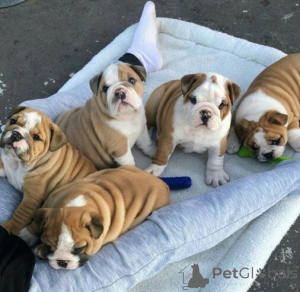 Foto №1. englische bulldogge - zum Verkauf in der Stadt Schwäbisch Gmünd | 580€ | Ankündigung № 175181