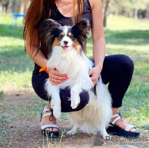 Foto №4. Ich werde verkaufen papillon in der Stadt Мерсин. quotient 	ankündigung - preis - verhandelt