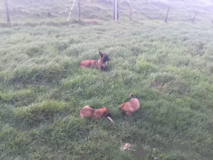 Foto №4. Ich werde verkaufen malinois in der Stadt Darmstadt. züchter - preis - 400€