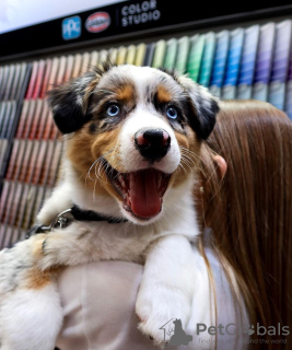 Foto №1. australian shepherd - zum Verkauf in der Stadt Alajärvi | 340€ | Ankündigung № 123781