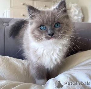 Foto №1. ragdoll-katze - zum Verkauf in der Stadt Adelboden | verhandelt | Ankündigung № 156412