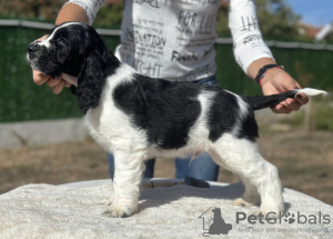 Foto №4. Ich werde verkaufen english springer spaniel in der Stadt Plovdiv. züchter - preis - 1500€