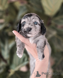 Foto №2 zu Ankündigung № 155449 zu verkaufen dackel - einkaufen Schweiz quotient 	ankündigung