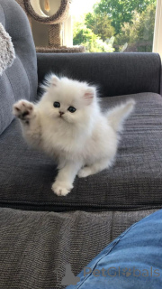 Foto №2 zu Ankündigung № 158832 zu verkaufen chinchilla-katze - einkaufen Deutschland aus dem tierheim, züchter