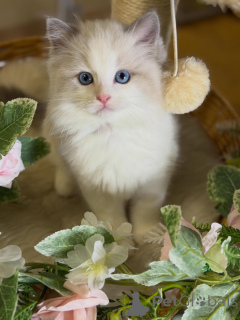 Foto №2 zu Ankündigung № 170003 zu verkaufen ragdoll-katze - einkaufen Deutschland züchter