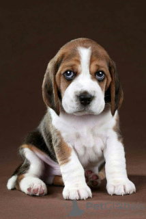 Foto №1. beagle - zum Verkauf in der Stadt Kiew | 650€ | Ankündigung № 61906