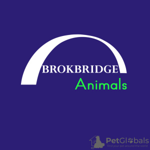 Zusätzliche Fotos: Das zertifizierte Broadcastbridge-Unternehmen Broadbridge bietet