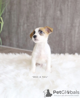 Foto №2 zu Ankündigung № 99574 zu verkaufen jack russell terrier - einkaufen Deutschland quotient 	ankündigung, vom kindergarten, aus dem tierheim, züchter