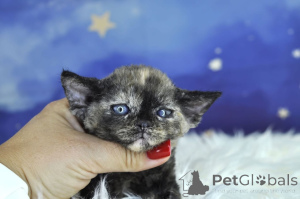 Foto №3. Devon Rex-Kätzchen zu verkaufen. Finnland