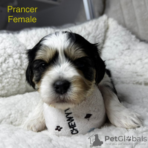 Foto №3. Wunderschöne Cavalier/Malteser-Welpen. Deutschland