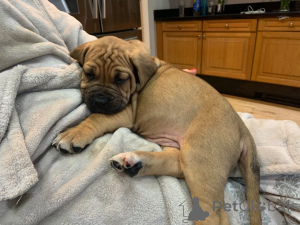 Foto №3. Bullmastiff-Welpen. Dänemark