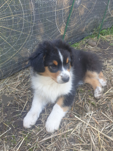 Foto №2 zu Ankündigung № 69332 zu verkaufen australian shepherd - einkaufen Russische Föderation quotient 	ankündigung