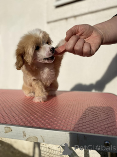 Foto №2 zu Ankündigung № 134977 zu verkaufen chinesischer schopfhund - einkaufen Serbien züchter