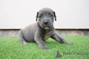 Foto №3. Bluenose Pitbull-Welpen. Serbien