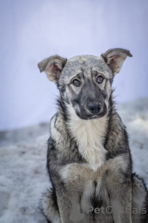 Foto №1. mischlingshund - zum Verkauf in der Stadt Москва | Frei | Ankündigung № 48020