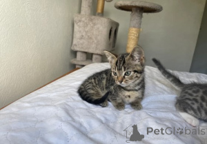 Foto №1. munchkin - zum Verkauf in der Stadt München | verhandelt | Ankündigung № 161179