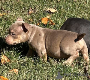 Foto №3. Ihr Weihnachtswunsch ist angekommen! Lernen Sie Holly kennen, unsere. Großbritannien