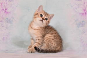 Foto №3. Kätzchen der Munchkinrasse werden verkauft, an die Katzen 2,5 Monate. Russische Föderation