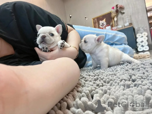 Foto №3. Französischer Bulldoggen-Welpe zur Adoption verfügbar!. Deutschland