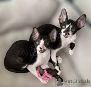 Foto №2 zu Ankündigung № 173224 zu verkaufen cornish rex - einkaufen Tschechische Republik quotient 	ankündigung, züchter