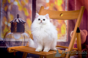 Foto №3. Silberne flauschige schottische Katze. Russische Föderation
