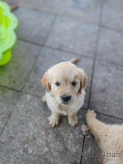 Foto №2 zu Ankündigung № 177479 zu verkaufen golden retriever - einkaufen Frankreich quotient 	ankündigung
