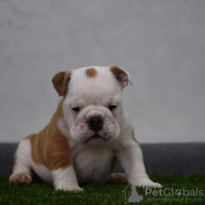 Zusätzliche Fotos: Englische Bulldoggen welpen