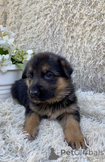 Foto №4. Ich werde verkaufen deutscher schäferhund in der Stadt Dnipro. züchter - preis - verhandelt