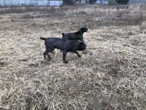 Foto №4. Ich werde verkaufen cane corso italiano in der Stadt Kiew. quotient 	ankündigung, züchter - preis - verhandelt