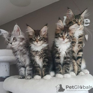 Foto №2 zu Ankündigung № 114047 zu verkaufen maine-coon-katze - einkaufen Deutschland quotient 	ankündigung