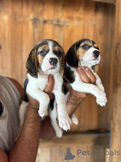 Foto №1. beagle - zum Verkauf in der Stadt München | verhandelt | Ankündigung № 169051