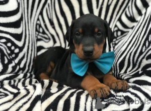 Foto №1. deerhound - zum Verkauf in der Stadt Tampa | 425€ | Ankündigung № 139212