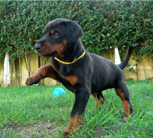 Foto №1. dobermann - zum Verkauf in der Stadt Stockholm | verhandelt | Ankündigung № 96300