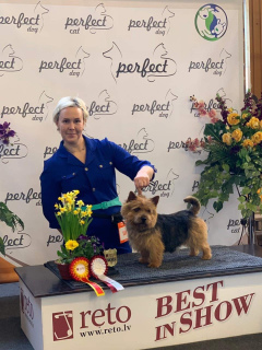 Foto №2 zu Ankündigung № 6573 zu verkaufen norwich terrier - einkaufen Russische Föderation quotient 	ankündigung