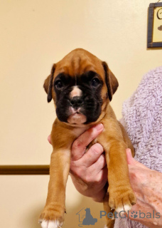 Foto №4. Ich werde verkaufen mischlingshund in der Stadt Vienna. züchter - preis - 250€